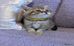 British Shorthair cats for sale: 🐾 Gorgeous British Shorthair Kittens 🐾 - Image 14