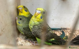 Budgerigars birds for sale: Budgies for sale, black wings, all in good health  - Image 15