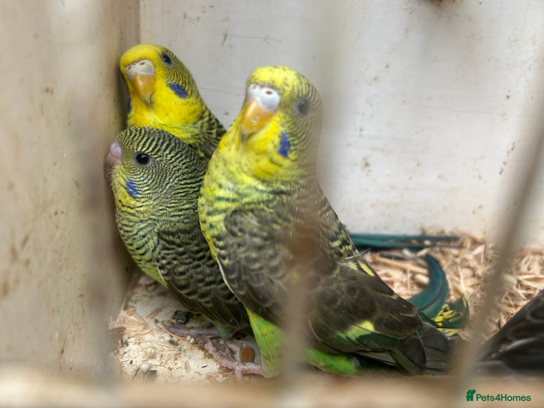 Budgerigars birds for sale: Budgies for sale, black wings, all in good health  - Image 15