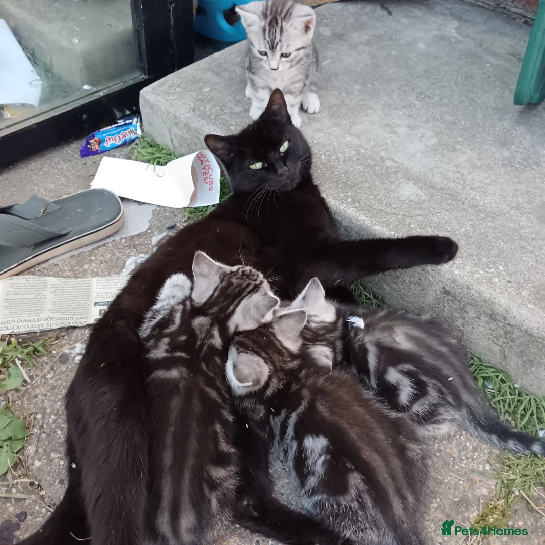 American Shorthair cats for sale: Cute kittens for sale in Hayes - Advert 11