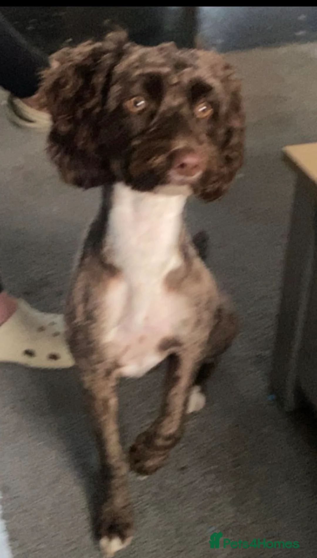 Cockapoo dogs for sale: 5 beautiful cockapoo puppies  - Advert 2