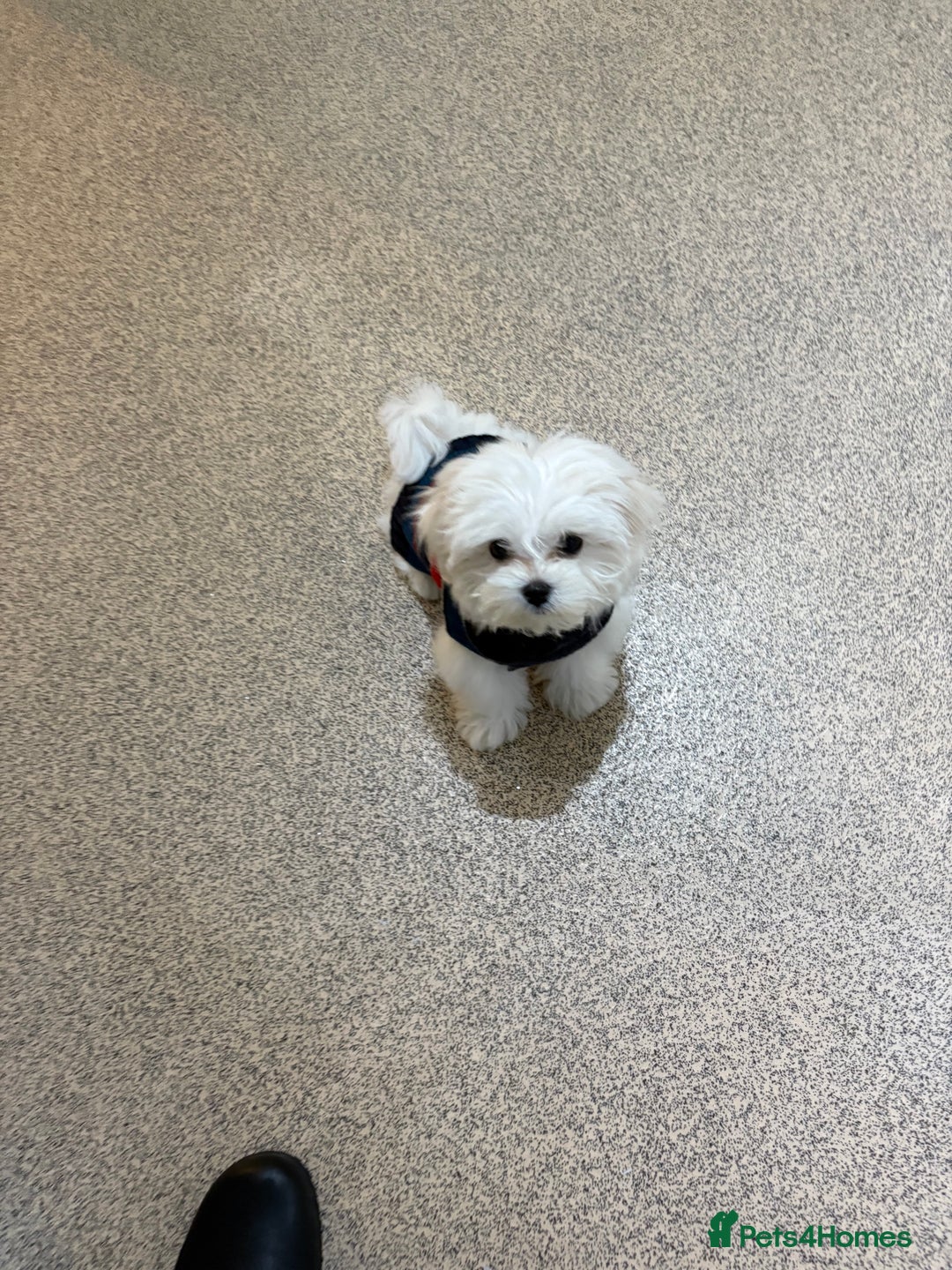 Maltese dogs for sale: Lovely male Maltese puppy  - Advert 3