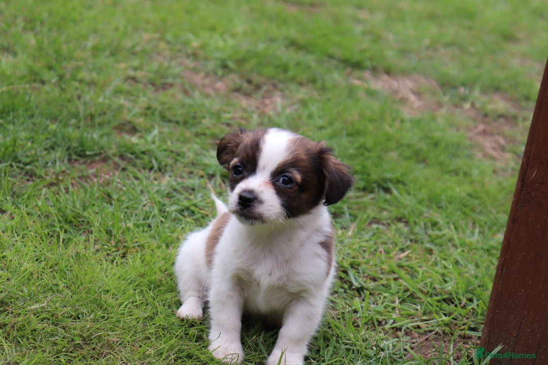 Jack Russell dogs for sale: Beautiful Jack Russell Puppies - Image 6