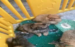 Pomeranian dogs for sale: READY NOW! kc reg STUNNING Pomeranian puppies  - Image 27