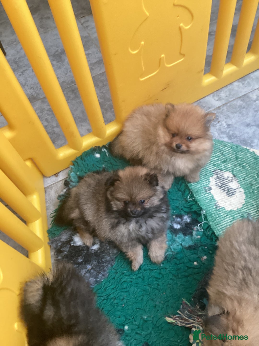 Pomeranian dogs for sale: READY NOW! kc reg STUNNING Pomeranian puppies  - Image 27