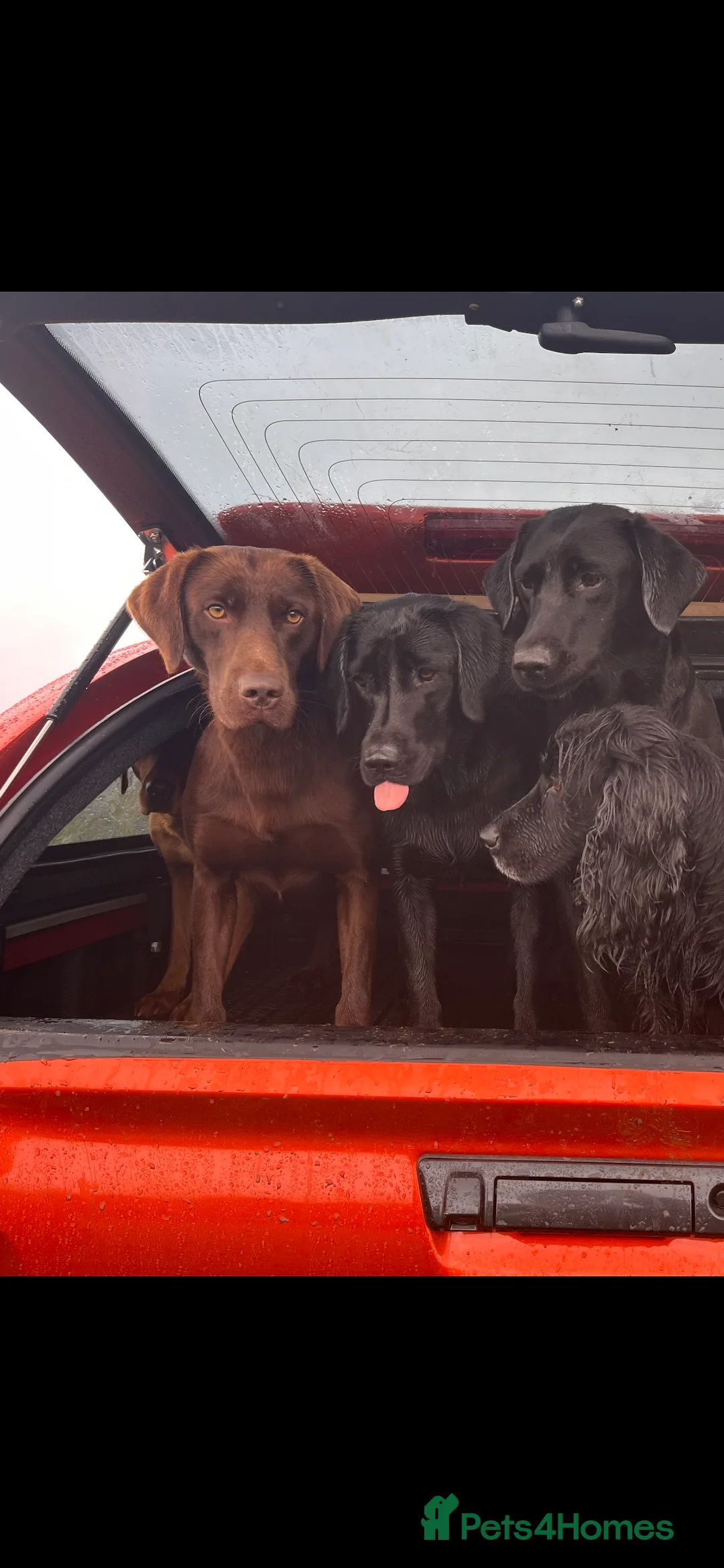 Labrador Retriever dogs for stud: Proven Fully Health Tested Working Chocolate Lab in Daventry - Advert 2