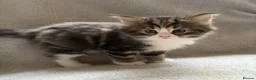 Mixed Breed cats for sale: Adorable Kittens Looking for Their Forever Home - Advert 15