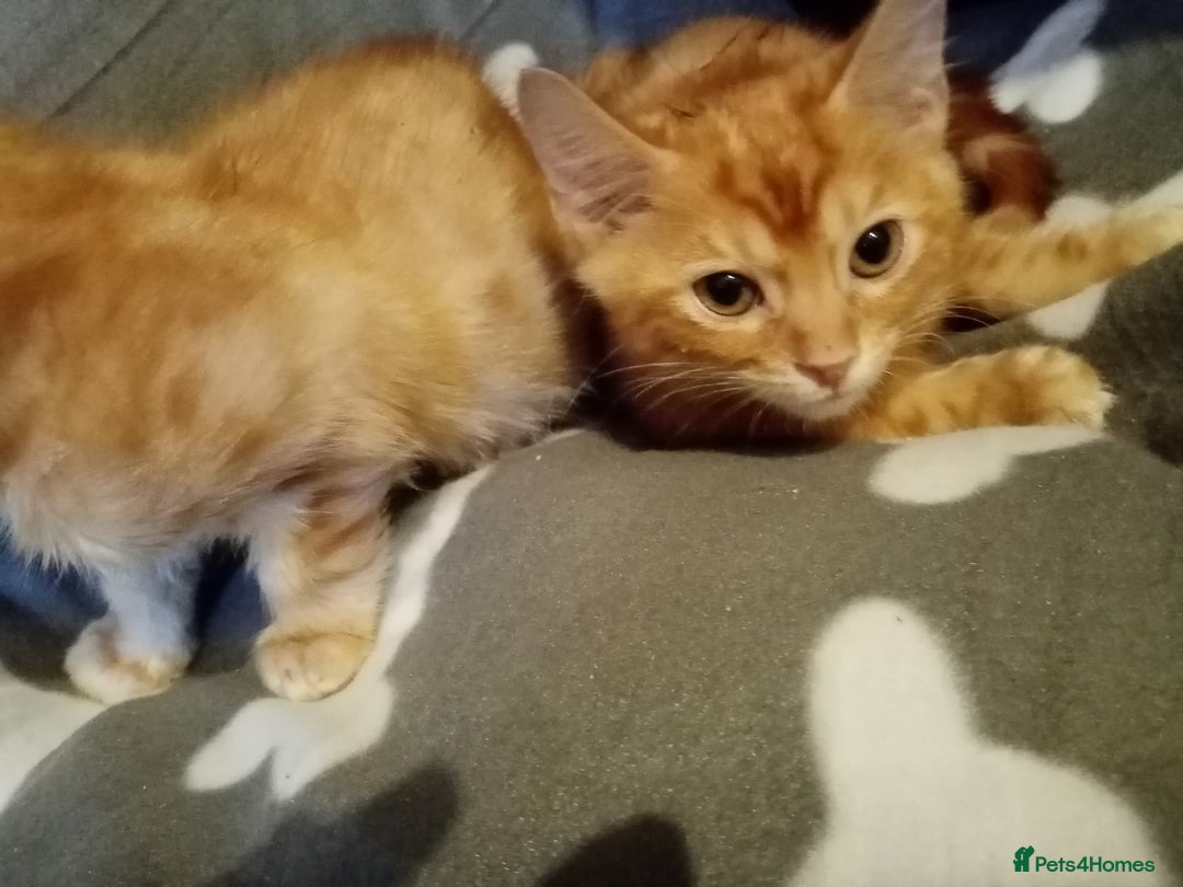 Mixed Breed cats for sale: Cute and Playful Kittens - Advert 24