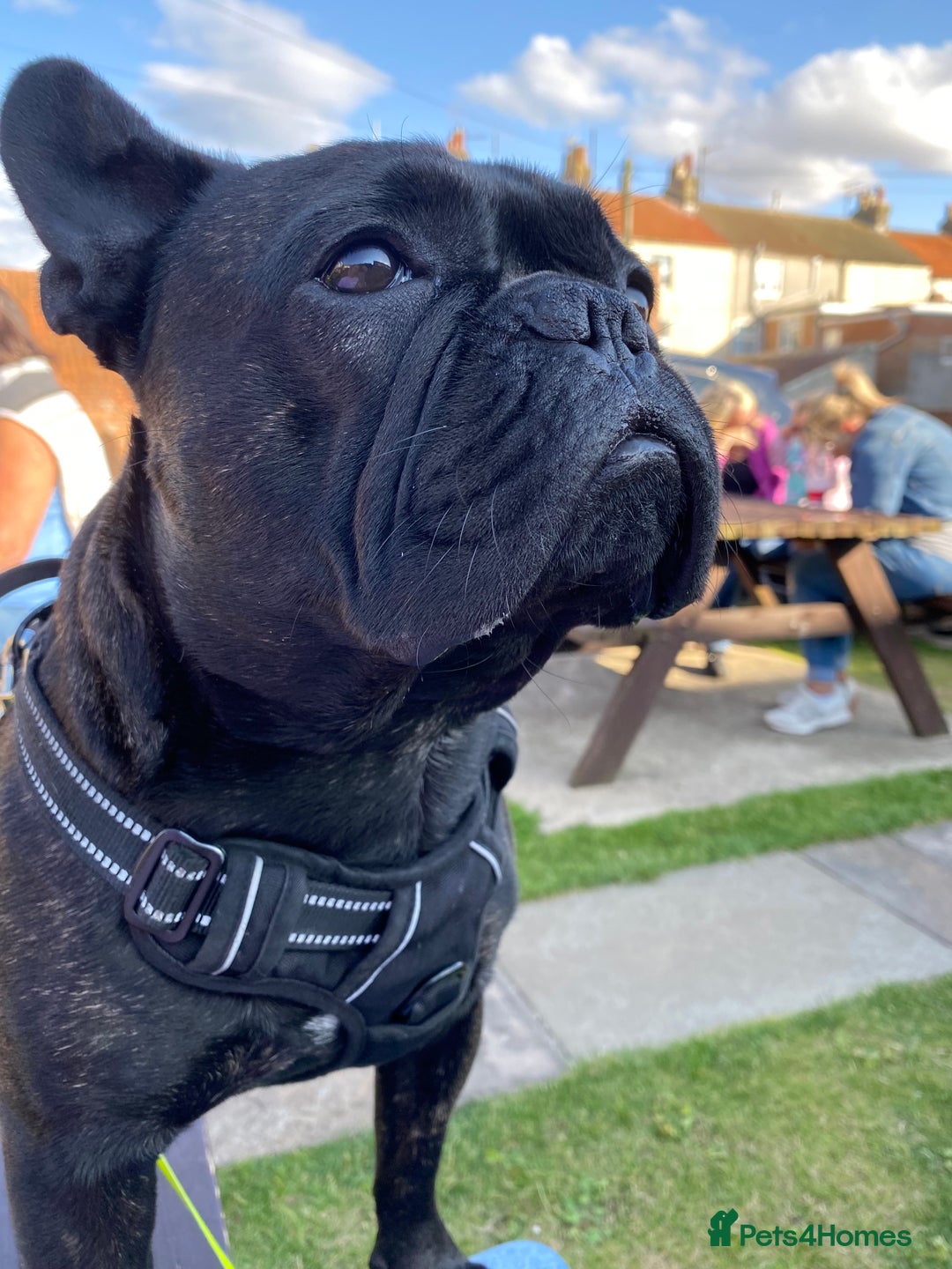 French Bulldog dogs for stud: 5 Generation Pedigree papers - Image 4