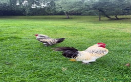 Chickens poultry for sale: 4 VERY HANDSOME HAND REARED SILKY MIX COCKERELS  - Image 23