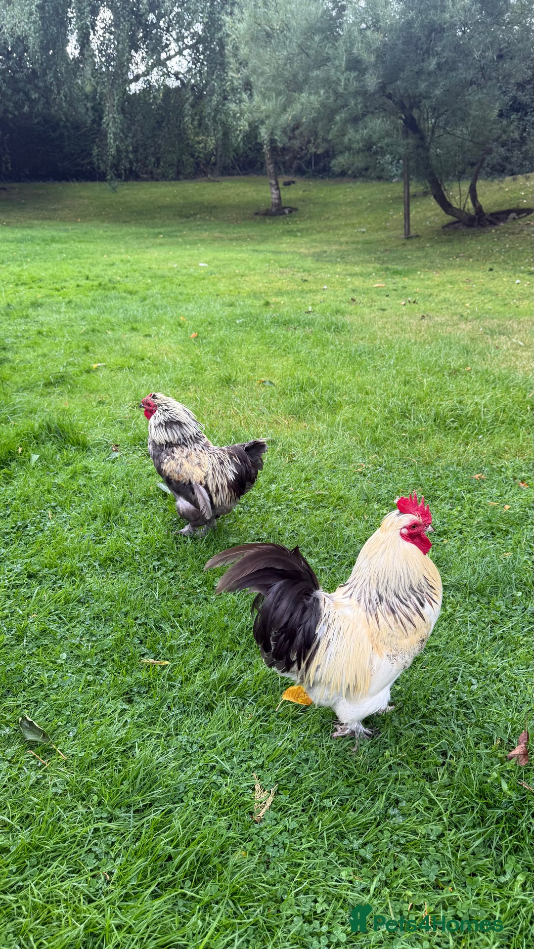 Chickens poultry for sale: 4 VERY HANDSOME HAND REARED SILKY MIX COCKERELS  - Image 23
