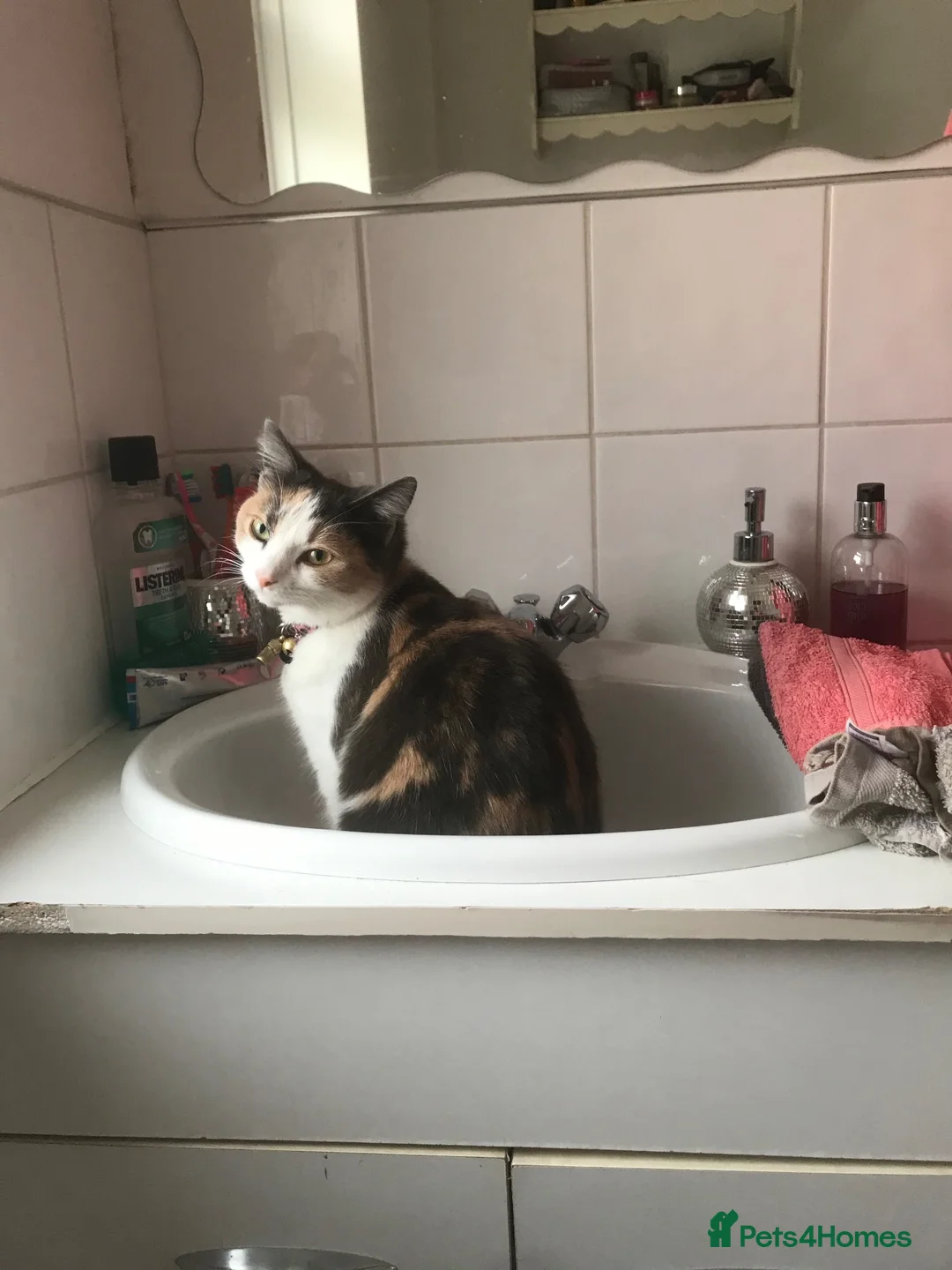British Shorthair cats for sale: FREE to loving home- 5yr old female - Advert 4