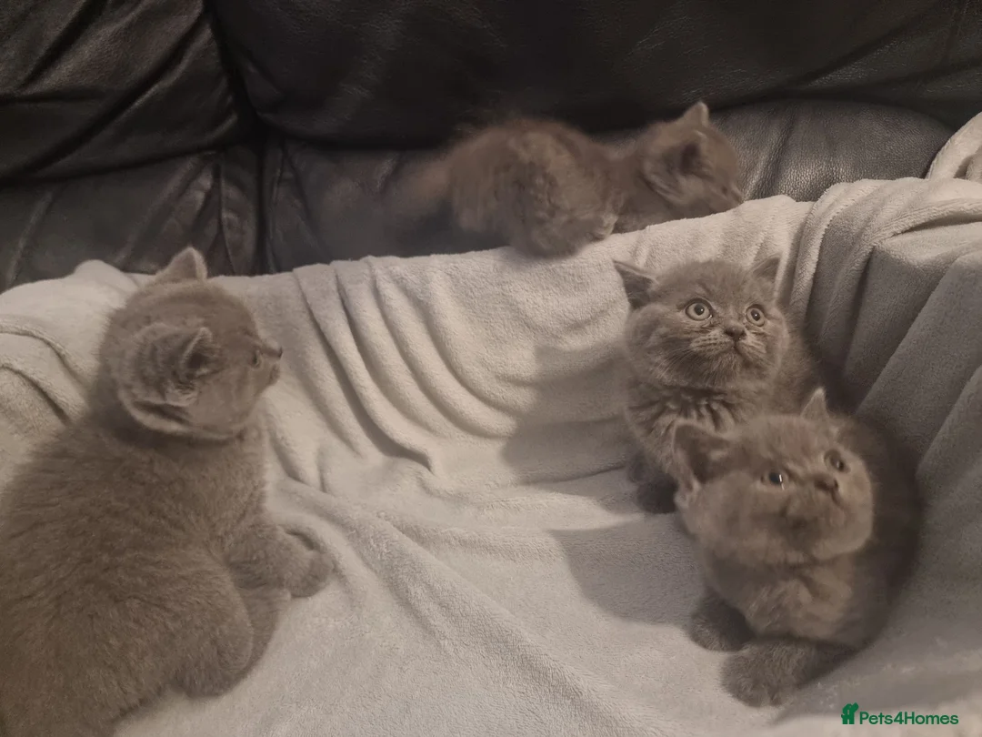 British Shorthair cats for sale: British shorthair kittens  - Advert 2