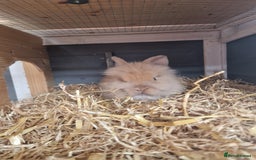 Lionhead rabbits for sale: Male double lionhead / lionhead bunnies - Advert 4