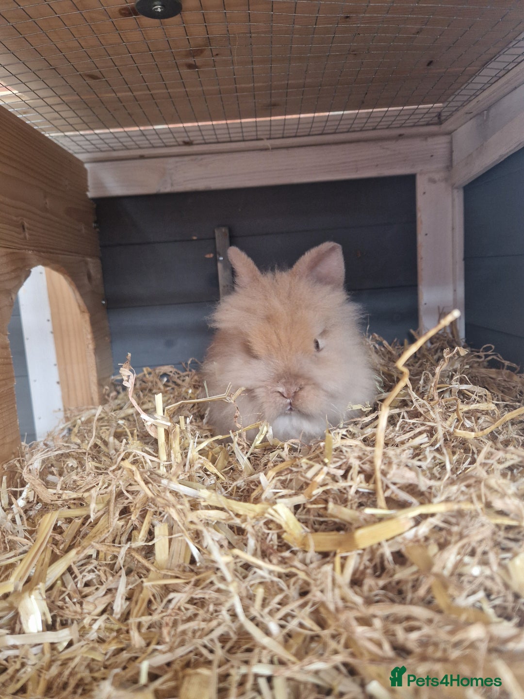 Lionhead rabbits for sale: Male double lionhead / lionhead bunnies - Advert 4