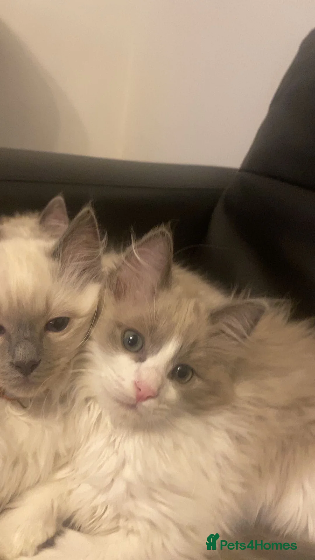 Ragdoll cats for sale: Six Ragdoll Kittens For Sale  - Advert 3