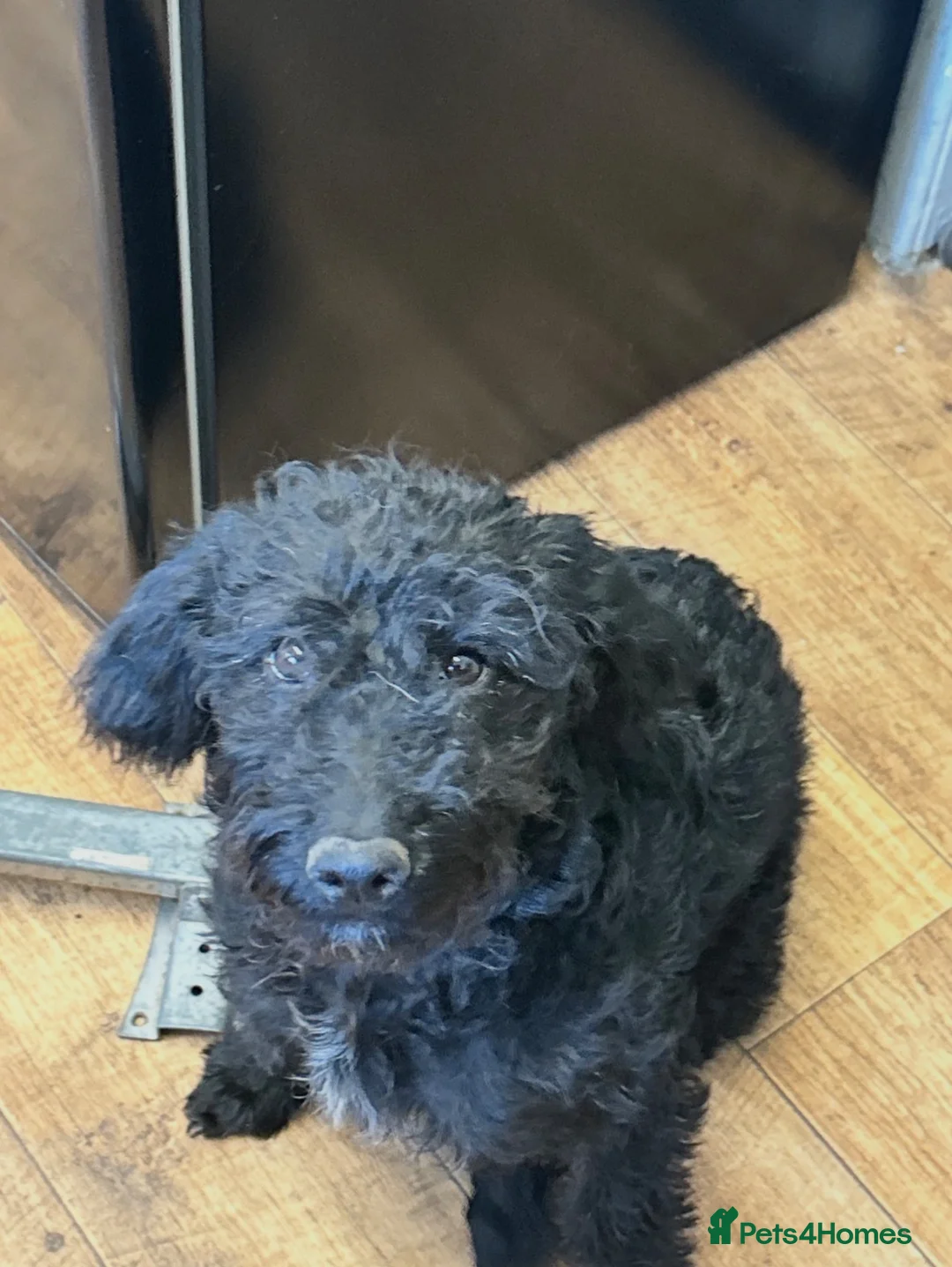 Cockapoo dogs for sale: 8 month old cockapoo - Advert 1
