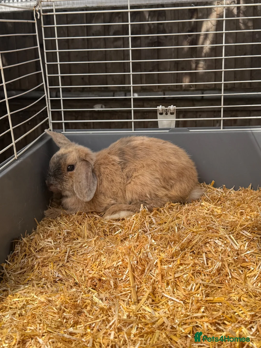 Mini Lop rabbits for sale: Fluffy Miniature Lop Buck/boy 8 Months-entire - Advert 2