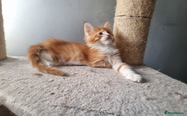 Maine Coon cats - Advert 2
