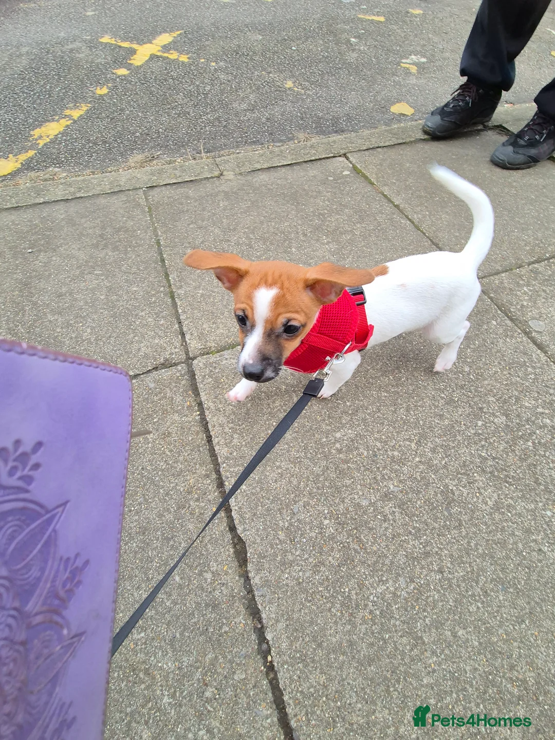 Mixed Breed dogs for sale: Jack Russell x Mini Pinscher - Advert 2