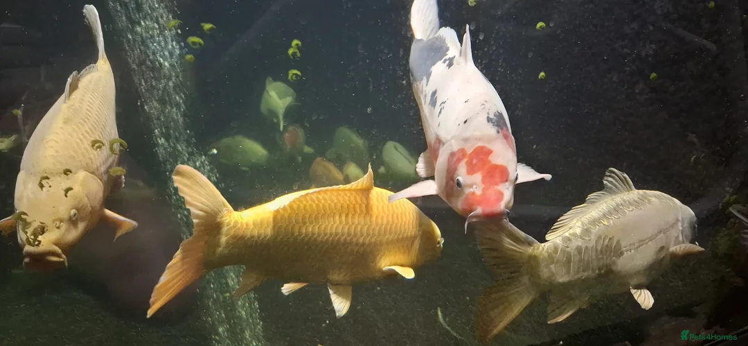 Koi Carp fish for sale: Large Koi Carp for Sale – Approx. 20"  - Advert 1