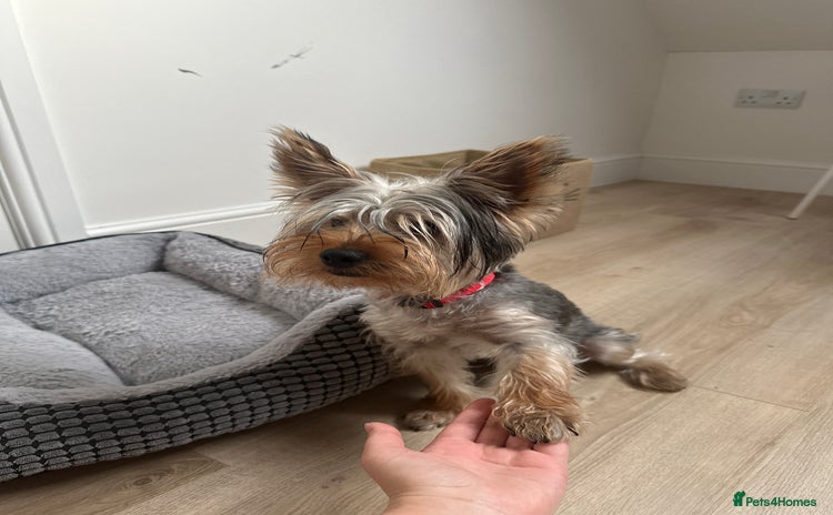Yorkshire Terrier dogs - Advert 1