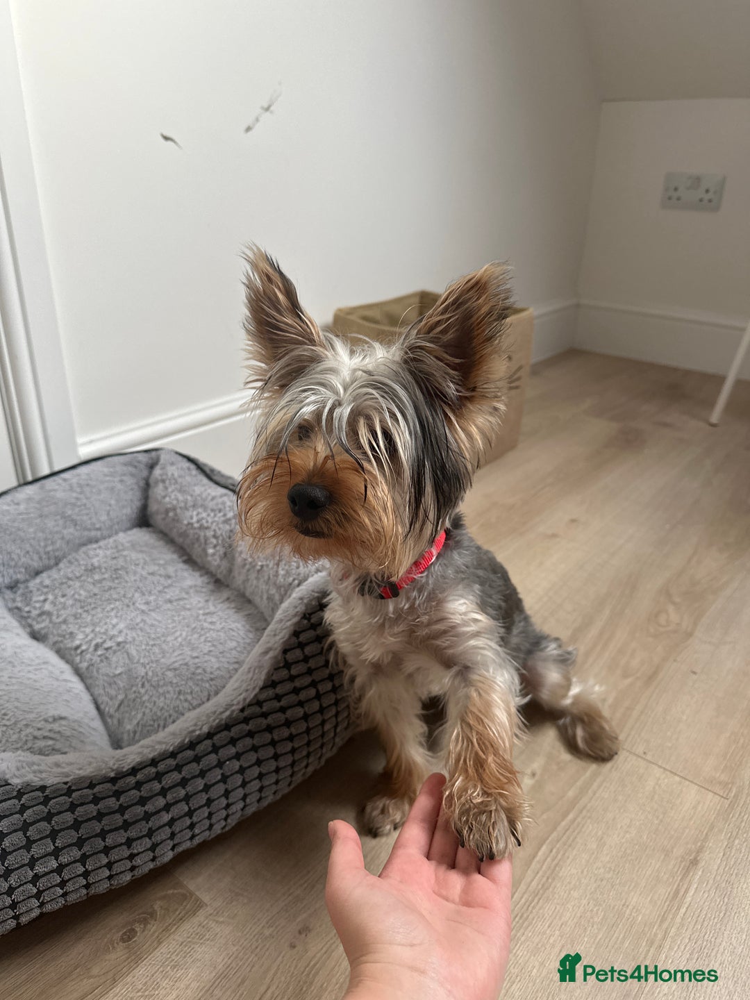 Yorkshire Terrier dogs for stud: A Charming Yorkshire Terrier Stud Looking for Love - Image 1