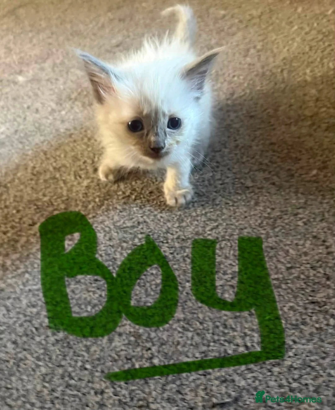 Ragdoll cats for sale: Ragdoll kittens - Advert 2