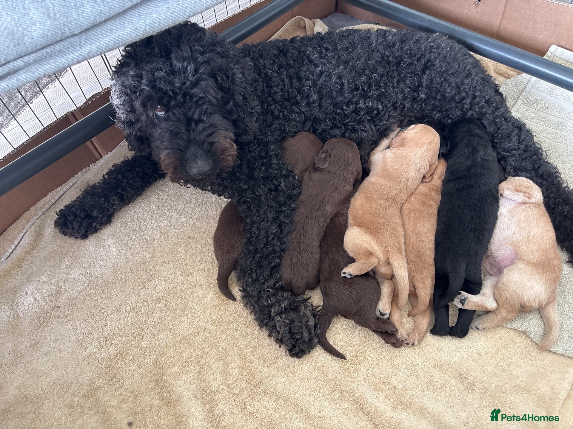 Mixed Breed dogs Gorgeous littler of puppies 4 girls and 3 boys - Advert 2
