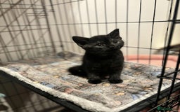 British Shorthair cats for sale: British Short Hair X Kittens - Image 4