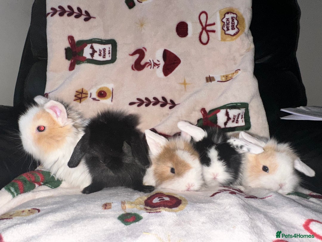 Mini Lop rabbits for sale: Adorable Baby Mini Lops Looking for Loving Homes - Advert 23