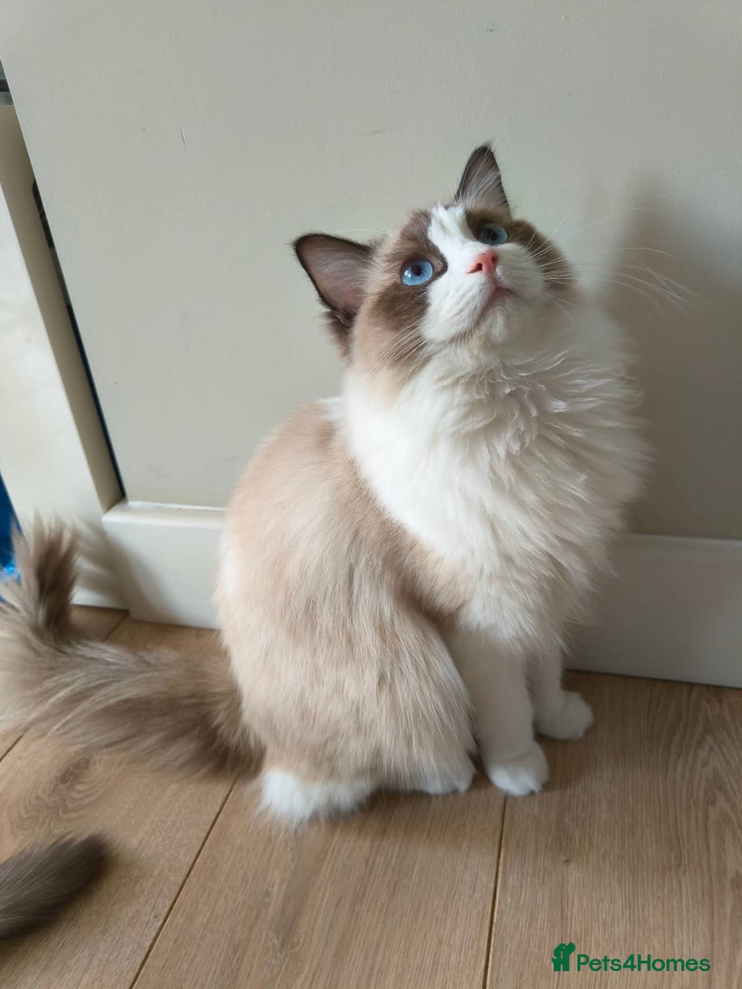 Ragdoll cats for sale: Pure Ragdoll kitten for sale  - Image 3