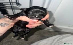 Mixed Breed dogs for sale: Shih tzu x Bichion  - Image 14