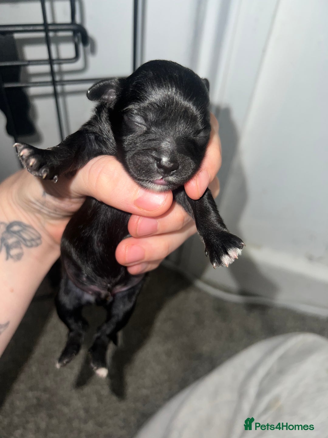 Mixed Breed dogs for sale: Shih tzu x Bichion  - Image 14