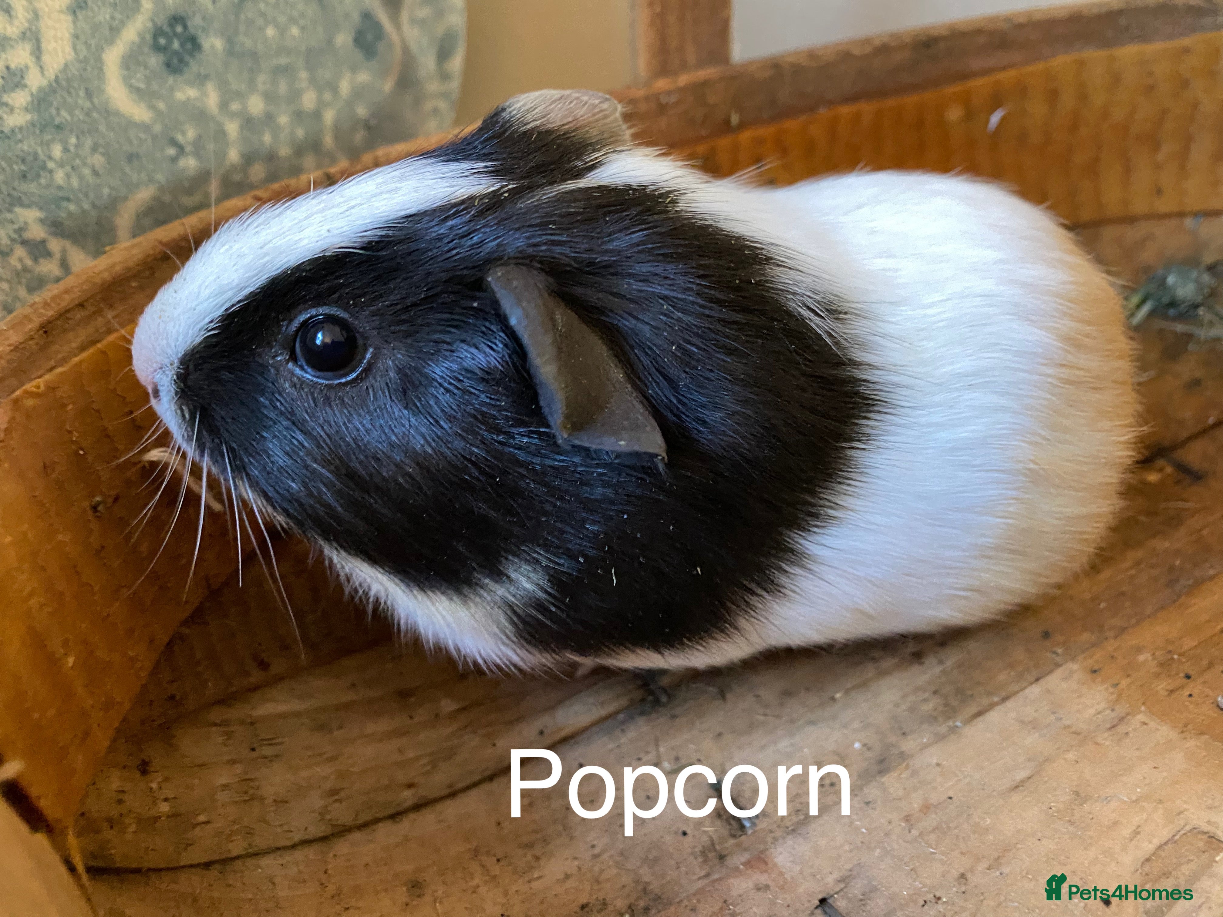 Guinea Pig rodents Guinea pigs-Now rehomed - Advert 10