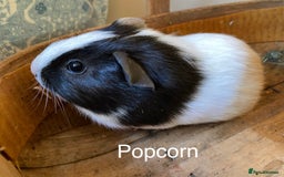 Guinea Pig rodents for sale: Lovely baby boy Guinea pigs - Image 5