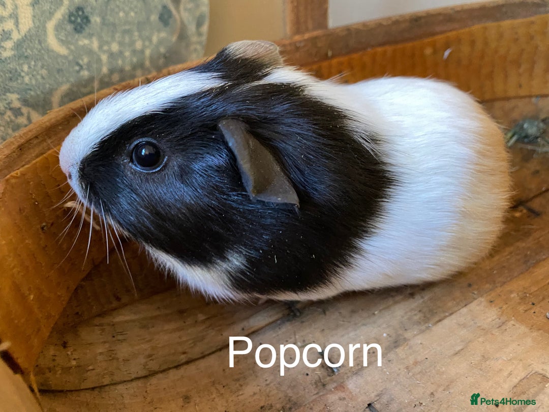 Guinea Pig rodents for sale: Lovely baby boy Guinea pigs - Image 5