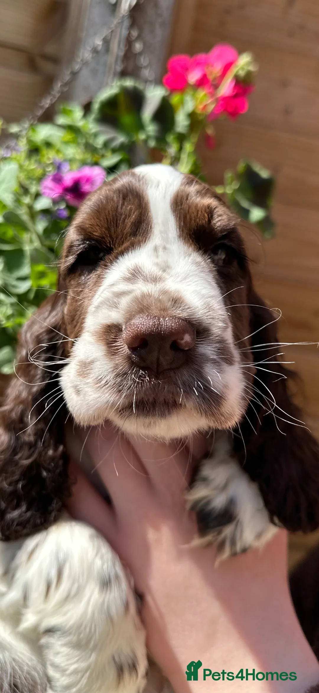 Cocker Spaniel dogs for sale: 2 beautiful KC show cocker spaniels  in Skegness - Advert 1