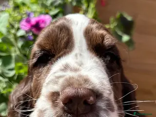 Cocker Spaniel dogs 2 beautiful KC show cocker spaniels - Advert 2