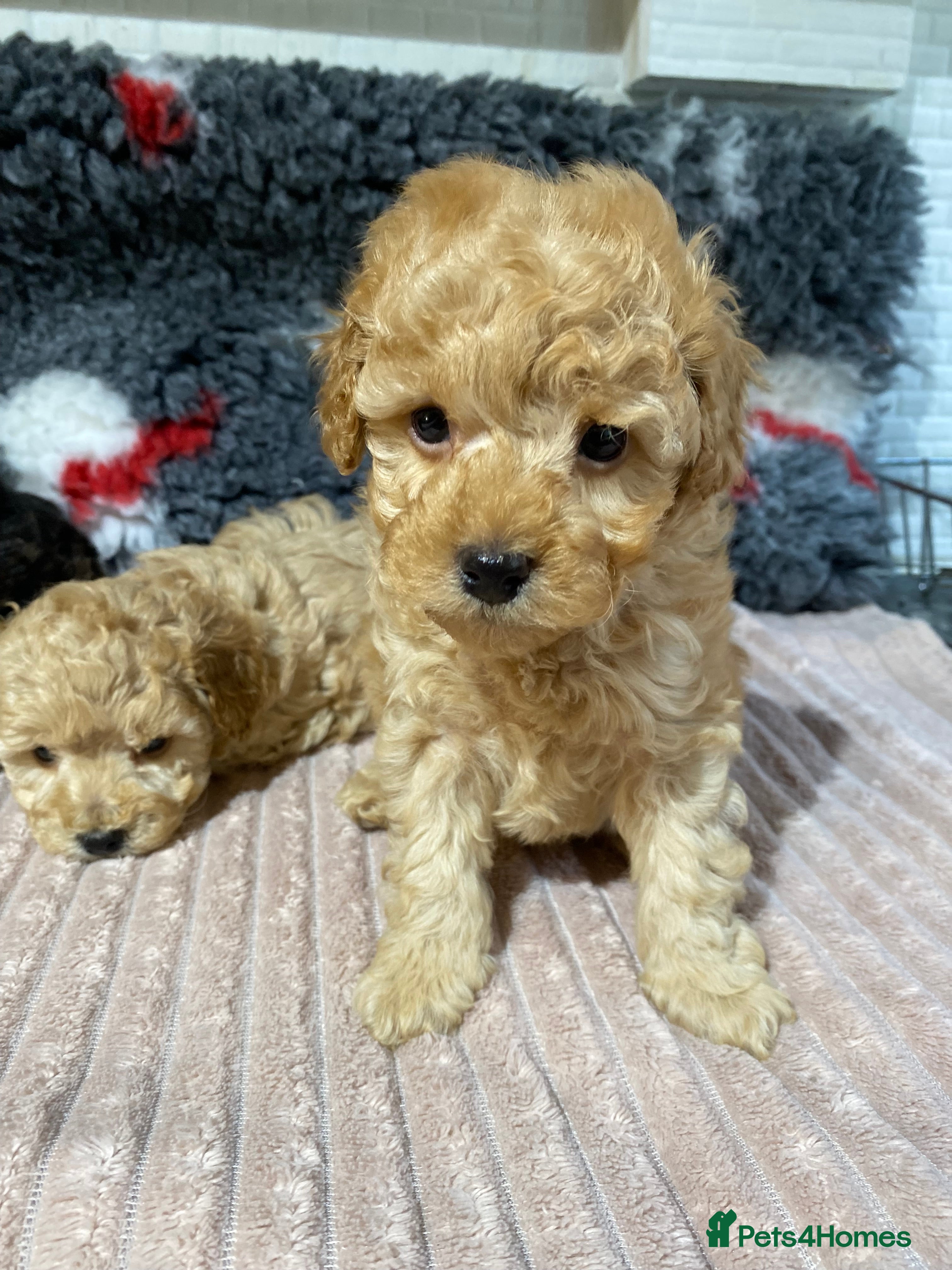 Toy Poodle dogs Toy Poodles KC Registered Health Tested Parents - Advert 11