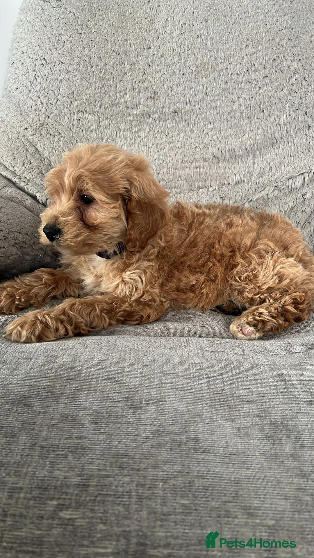 Cavapoo dogs for sale: Beautiful cavapoos for new homes - Advert 10