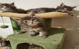 Maine Coon cats for sale: Full pedigree Maine Coon kittens for sale  - Advert 5