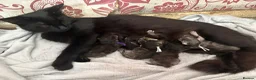 Mixed Breed cats for sale: 3 Kittens | 2 Boys, 1 Girl - Advert 4