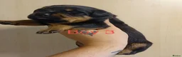 Rottweiler dogs for sale: Rottweiler puppies - Advert 9