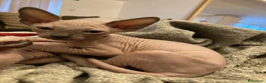 Sphynx 2