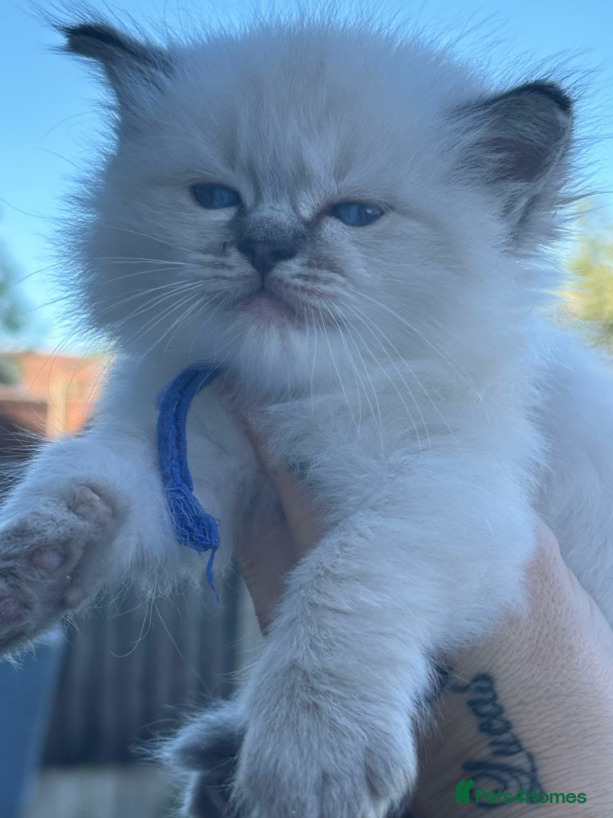 Ragdoll cats 🐾 TICA Beautiful Ragdoll Kittens - Seal Tabby 🐾 - Advert 1