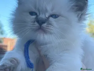 Ragdoll cats 🐾 TICA Beautiful Ragdoll Kittens - Seal Tabby 🐾 - Advert 1