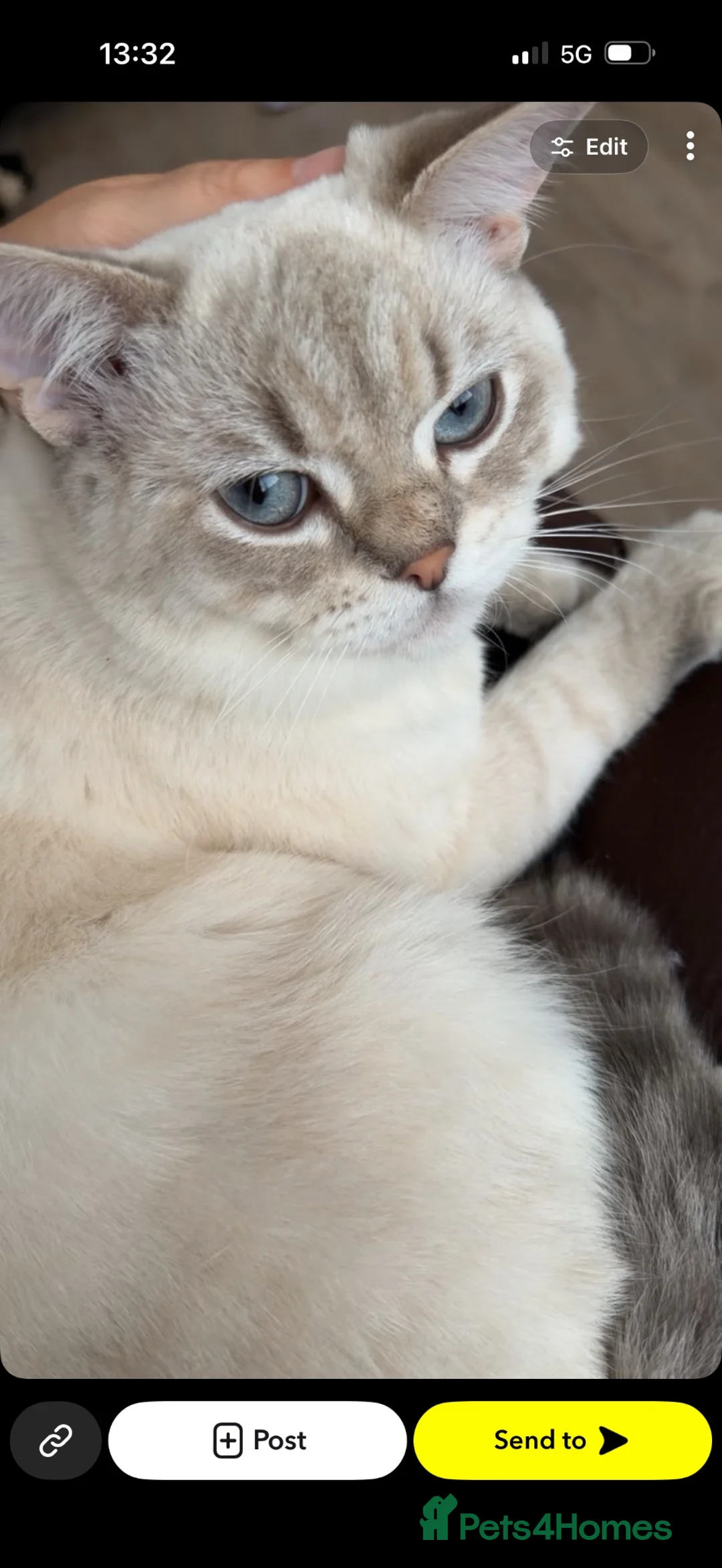 Scottish Fold cats for sale: Beautiful breeding pair  in Sunderland - Advert 1