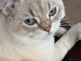 Scottish Fold cats Beautiful breeding pair - Advert 3