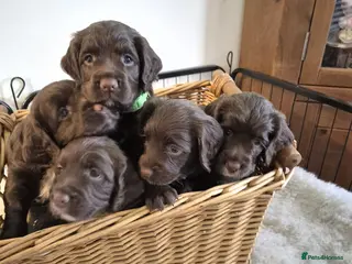 Sprocker dogs Chocolate Treats 🥰 - Advert 6